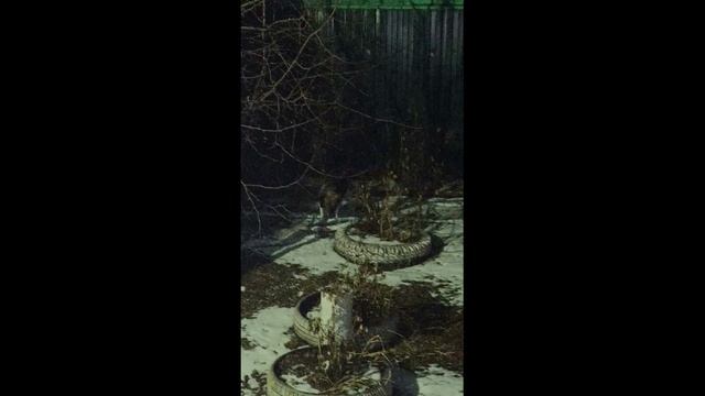 История брошенной собачки 1000035838.mp4