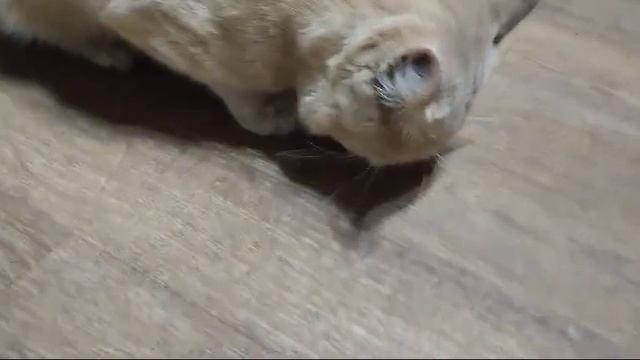 Кот есть Арахис