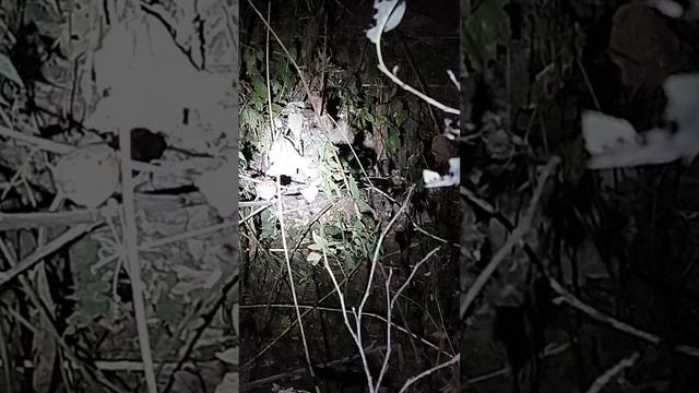 Нашли спящую птицу-зарянку на ночёвке.