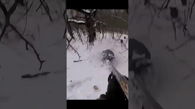 Охота на дикого кабана