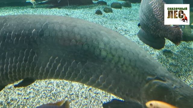 МОСКВАРИУМ / 18 ноября 2024 года