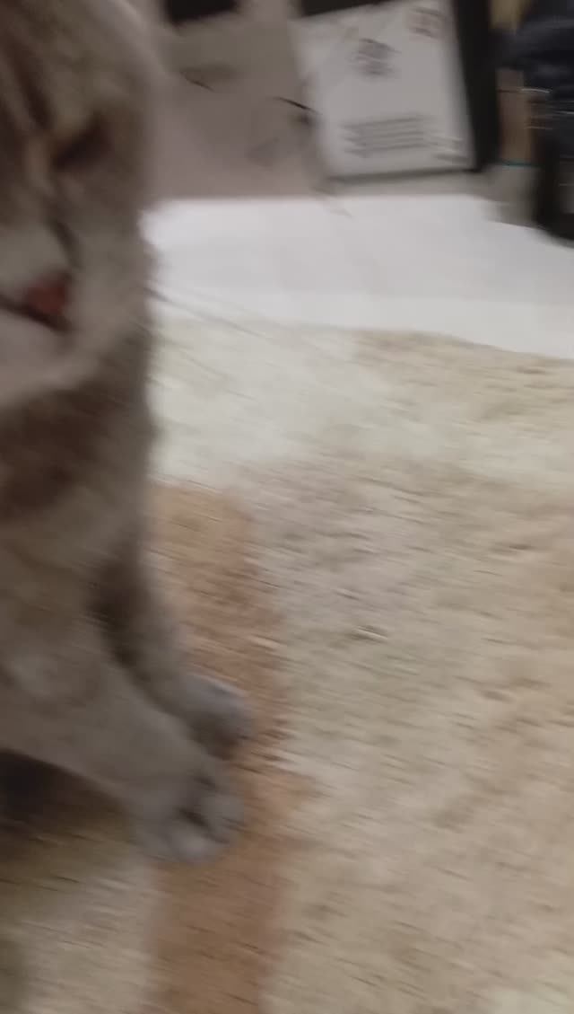 котик