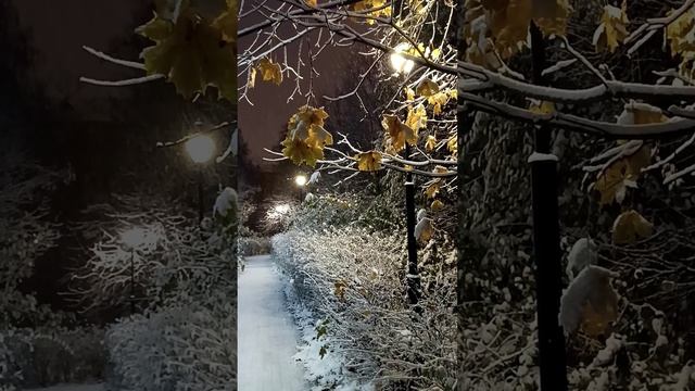 Алея. Москва идет снег. Парк Березовая Роща. 04.11.2024 (04:41) (м.Полежаевская. м.Зорге).