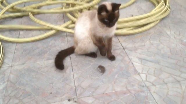 кити с мышей 2019 11 07 001