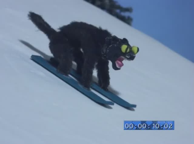 Робоцып. Зимнее соревнование питомцев