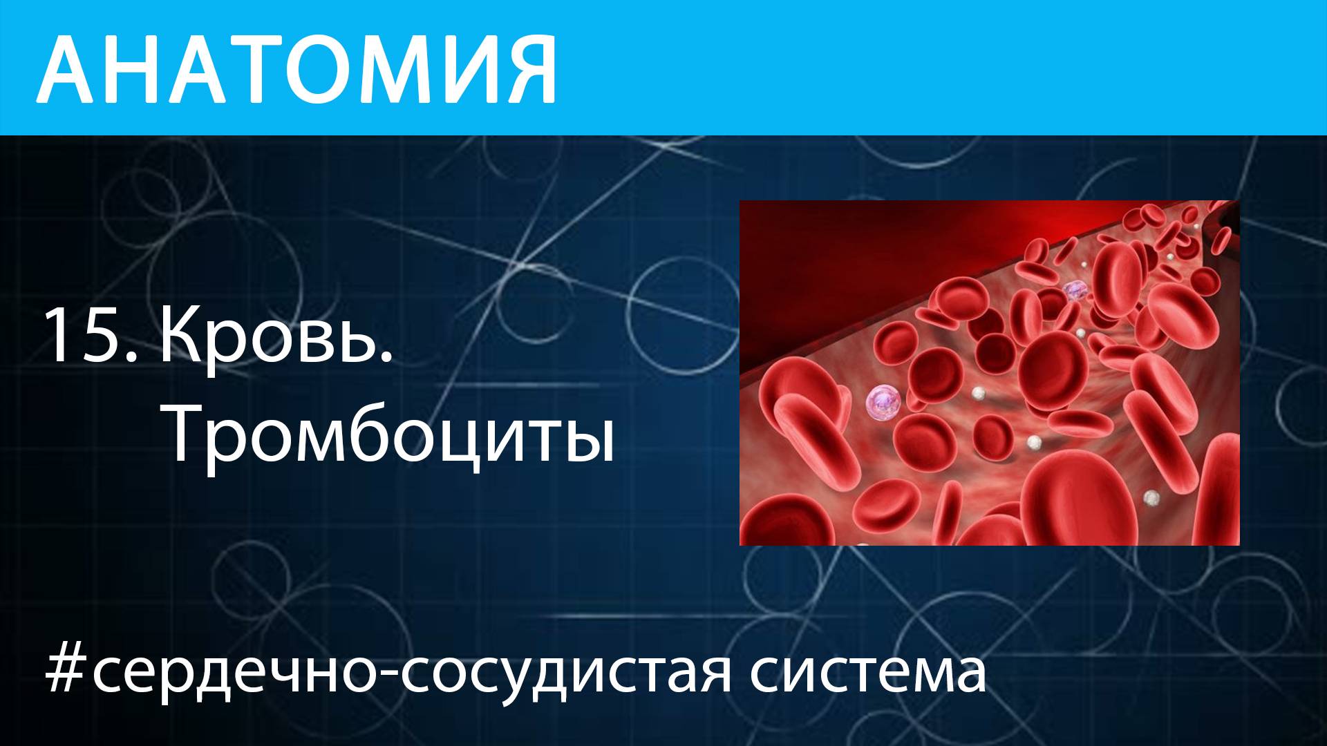 Анатомия: Кровь. Тромбоциты