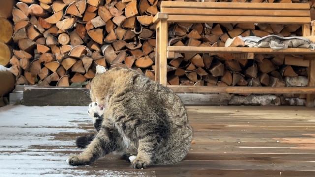 ✨Котики такие милые и красивые ✨ Барсик