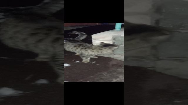 Кетис Бро Спит 🤗😺🤫