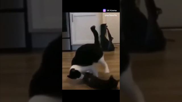 1000186204.mp4