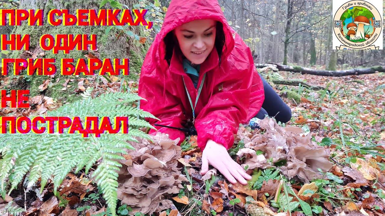 Загадочные грибы. ГРИБ БАРАН (грифола курчавая) растет ли каждый год_