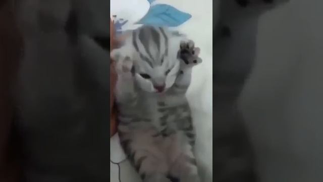 Cat Fails ахахах