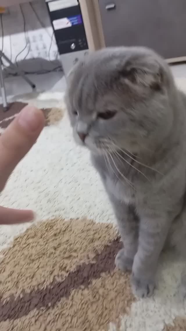 котик чать2