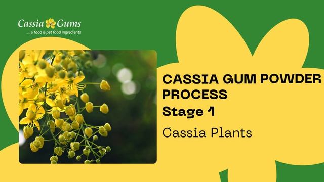 All ABOUT CASSIA GUM