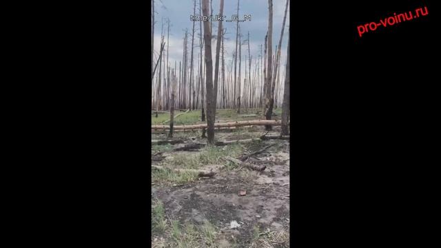 Уничтоженный в Серебрянском лесу бандеромобиль украинских формирований.
Знаете, чем знаменит этот со