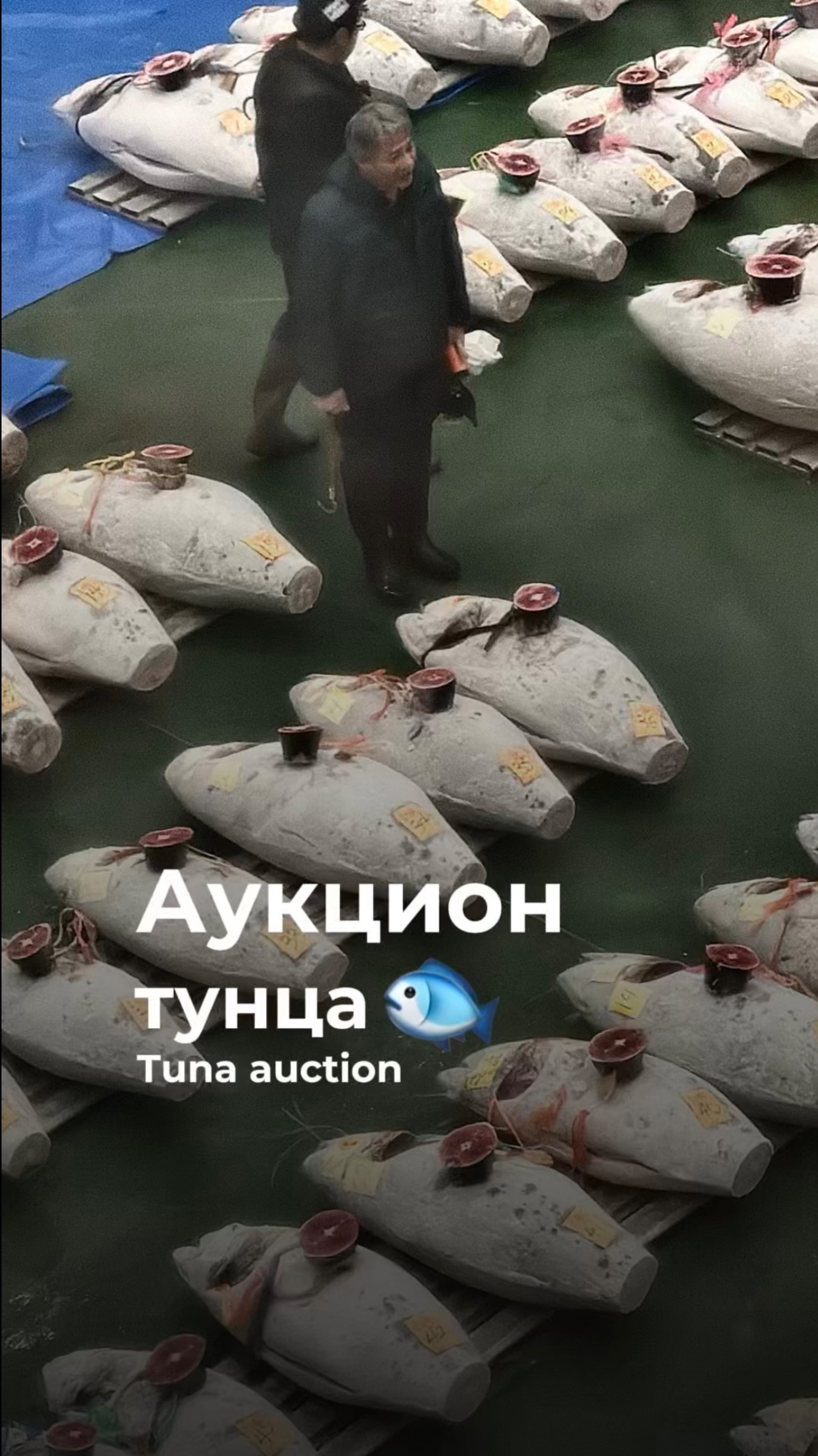 Аукцион тунца🐟

#рекомендации #еда #реки #япония #аукцион #рыба #история #auction #japan