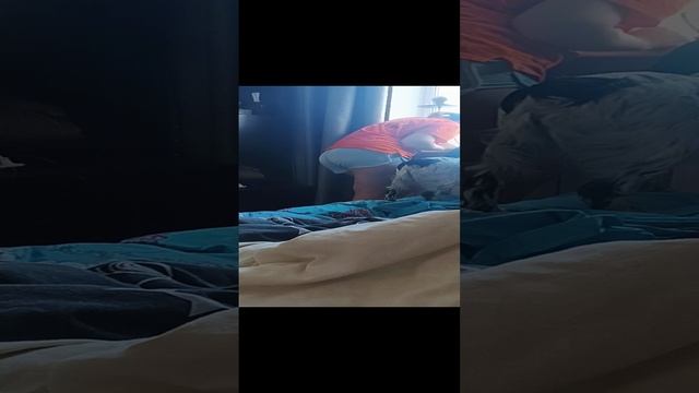 Попрошайка