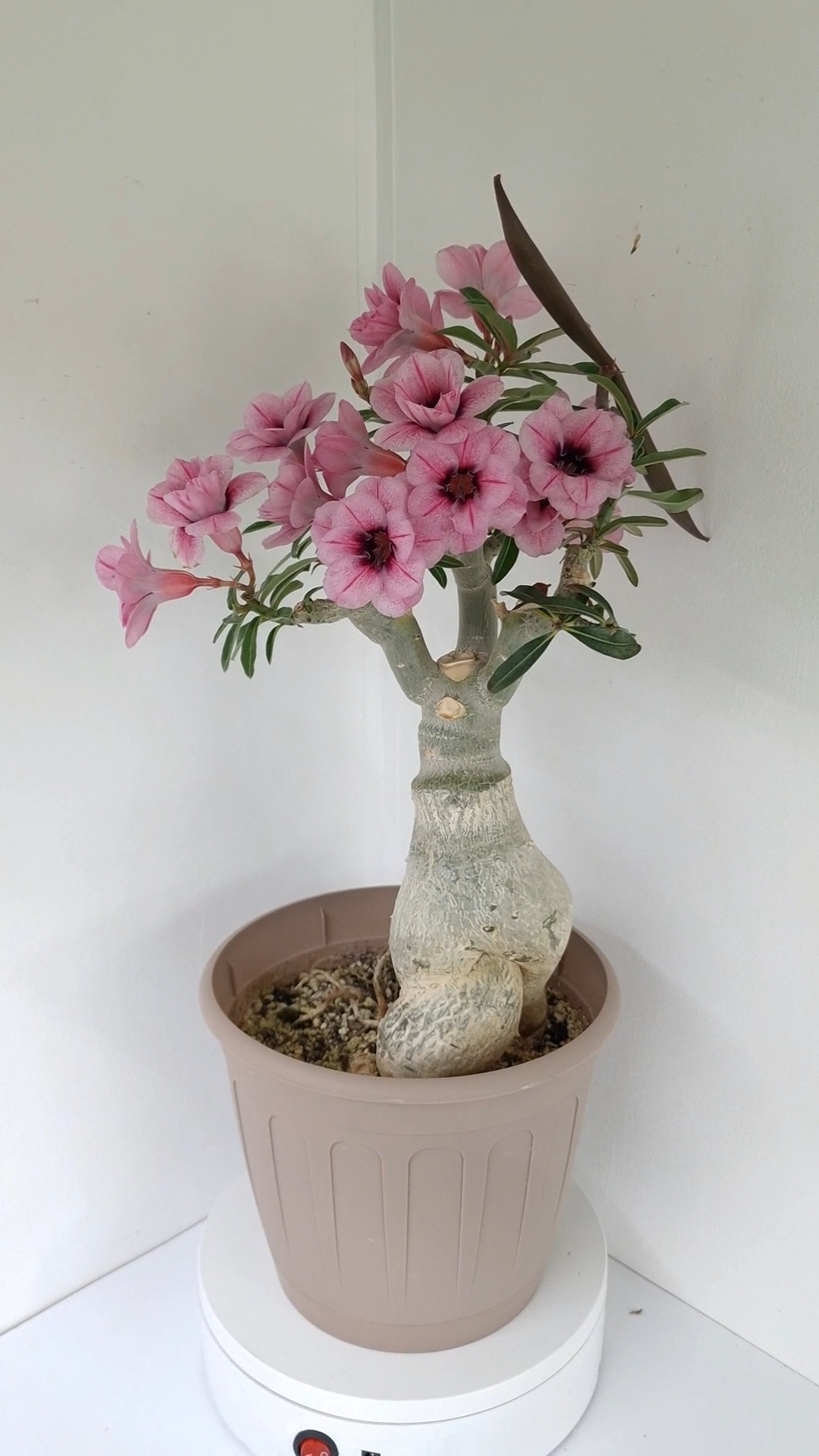 адениум Ласточка(Swallow)🥰 #adenium #адениум #цветы #комнатныерастения #flowers