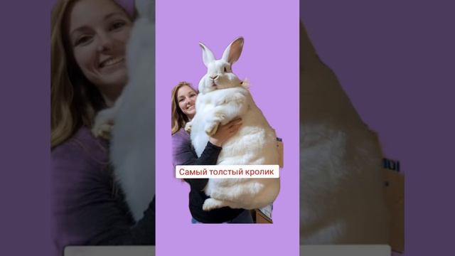 Идеальная БУЛОЧКА