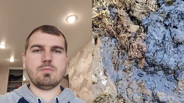 Реакция на говно коровы