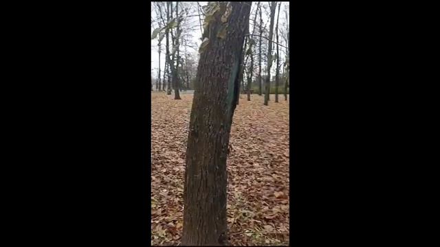 Белочка в мосеовском парке