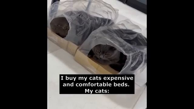 Funny Cat Fails | Funny Cat Compilation