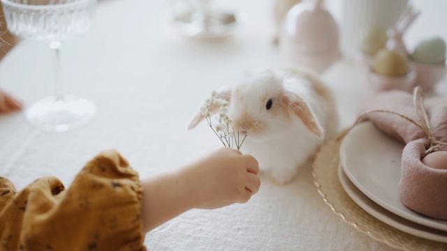 Ambient - кролик 4