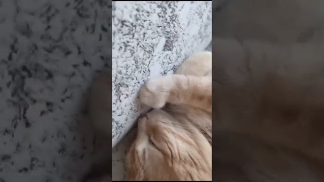 Сержант Маркиз 😁