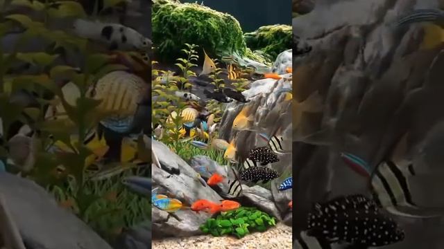 Рыбки 🐠
#Рыбки