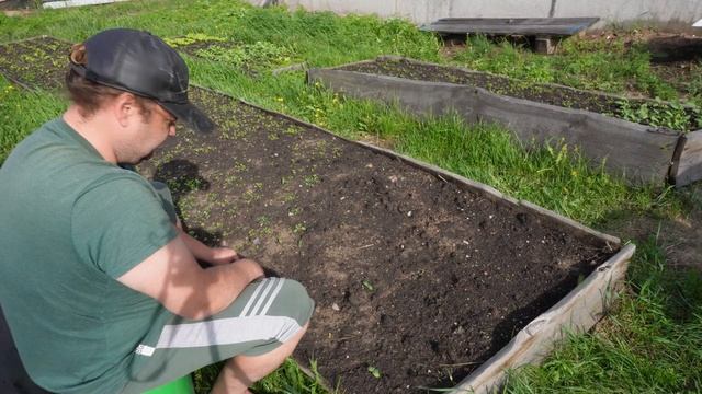 Подкормил помидоры древесной золой и убрал грядки в огороде от сорняков ПОДВАЛ ИЛЬИЧА