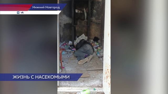 Тараканы заполонили жилой дом на площади Комсомольской Ленинского района