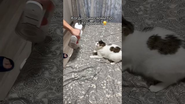 Бро vs не бро 😎