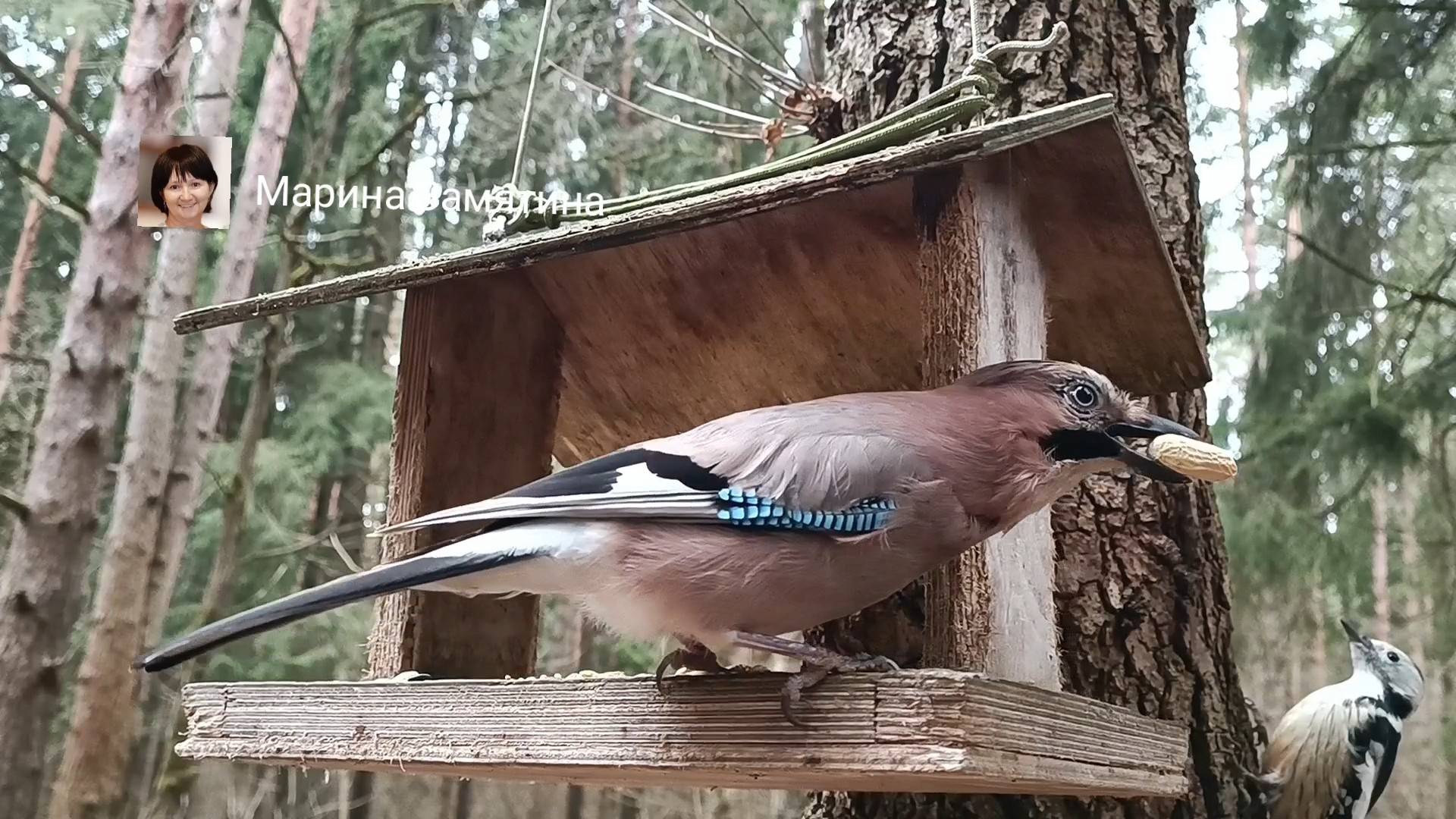 Релакс в лесу  кормушки.