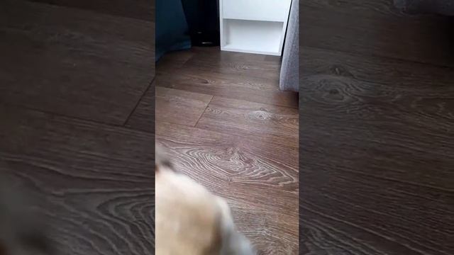 Ну где же ты колбаска?