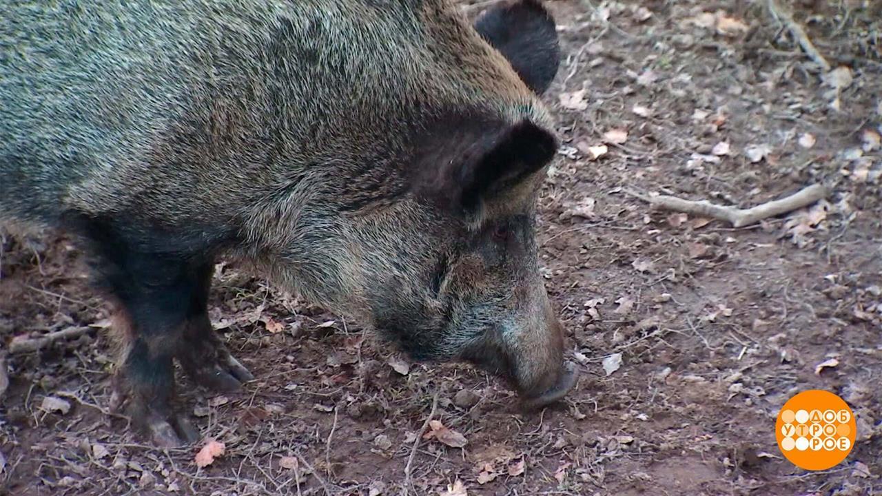 Не раздражайте кабанов! Доброе утро. Фрагмент выпуска от 19.11.2024