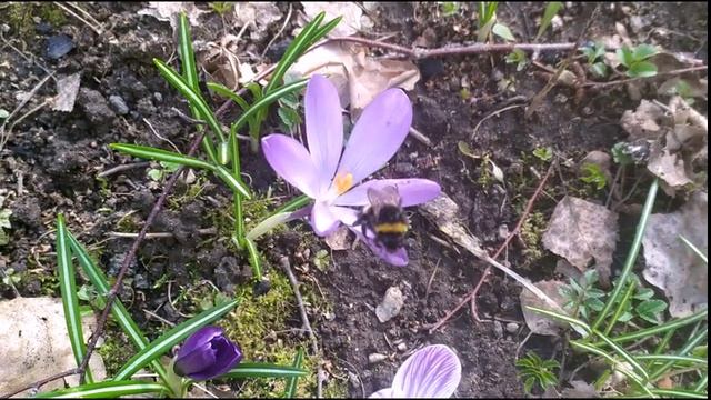 шмель на крокусе_279424