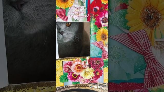милая кошка