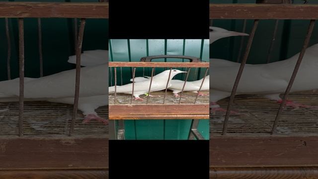 Бакинские бойные голуби Старопородние 19-11-2024