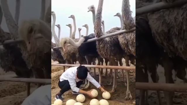 1000085476.mp4