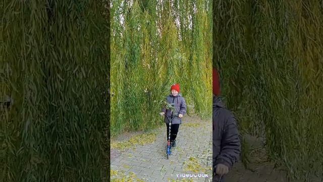 занавес из ивы