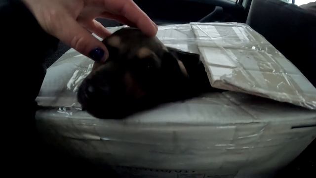 Ещё ОДНА маленькая ДУША нашла ДОМ / Маленький ПЛЮС в КАРМУ