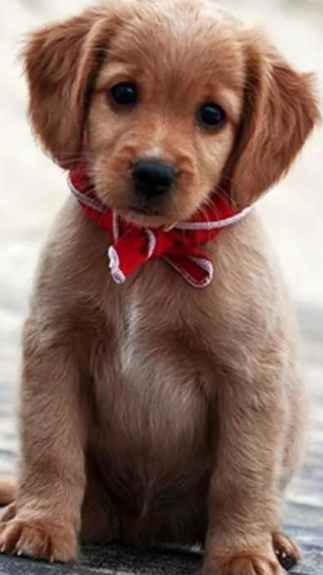 жиза всех котиков