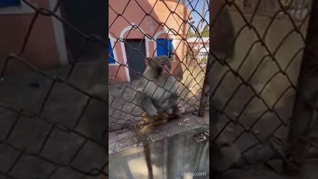 Животные милашки