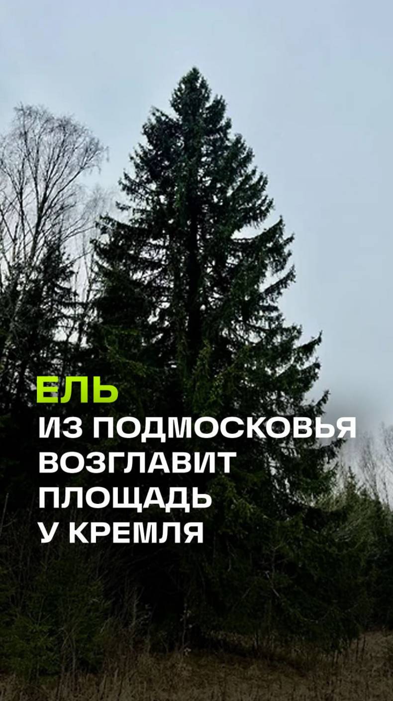 Главную новогоднюю елку России привезут из подмосковной деревни Знаменки