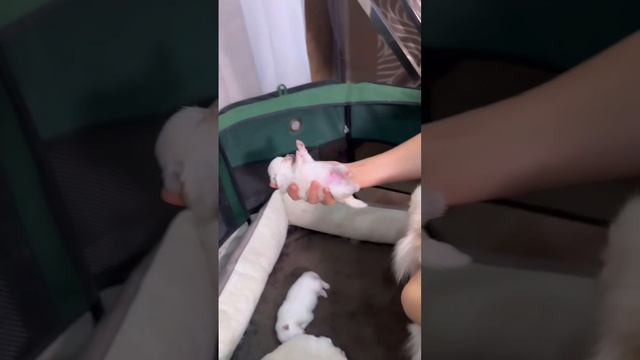 Как растут щенки в моем доме.