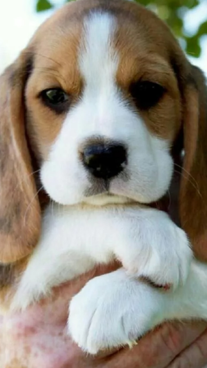 Гарри Поттер