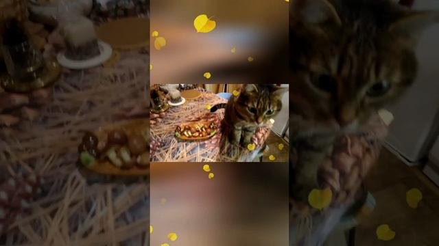 Мусёна и маслята.😺😊💖🐾🐾