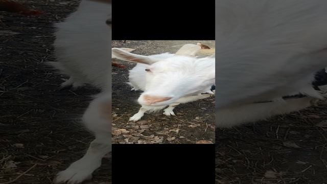 VID_20241119_141609.mp4