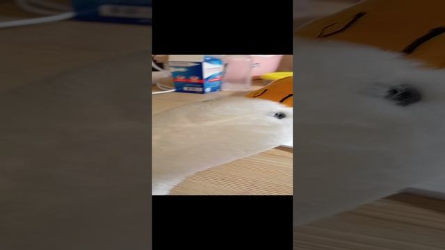 вот так  мы учим стих