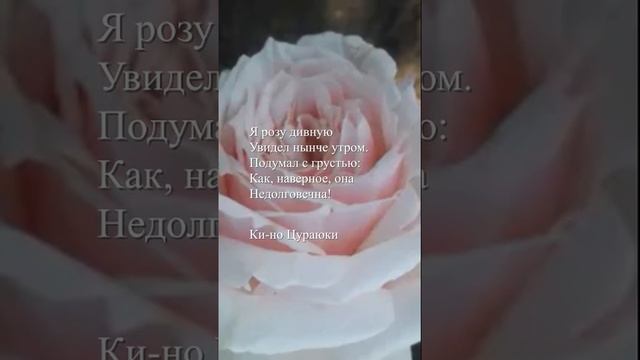 Ки-но Цураюки - "Я розу дивную"