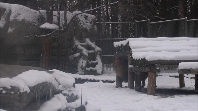 Львы. Ричард погулял и ушёл в берлогу, а Нейтири легла на камень отдохнуть 18.11.2024